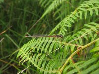 Platycnemis acutipennis 2, Oranje breedscheenjuffer, male, Saxifraga-Harry van Oosterhout