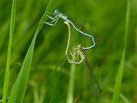 Breedscheenjuffer 01 : Platycnemis pennipes pennipes, Blauwe breedscheenjuffer, copula