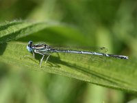 Platycnemis pennipes 10, Blauwe breedscheenjuffer, male, Vlinderstichting-Tim Termaat