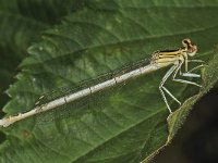 Blauwe breedscheenjuffer #44602 : Blauwe breedscheenjuffer, Platycnemis pennipes