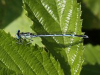 Platycnemis pennipes 21, Blauwe bleekscheenjuffer, Saxifraga-Peter Meininger