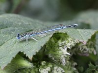 Platycnemis pennipes 22, Blauwe breedscheenjuffer, Saxifraga-Peter Meininger