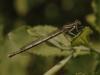 Platycnemis pennipes 23, Blauwe breedscheenjuffer, Saxifraga-Bas Klaver