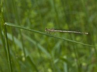 Platycnemis pennipes 26, Blauwe breedscheenjuffer, Saxifraga-Willem van Kruijsbergen