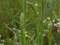 Platycnemis pennipes 27, Blauwe breedscheenjuffer, Saxifraga-Willem van Kruijsbergen