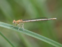 Platycnemis pennipes 37, Blauwe Breedscheenjuffer, Saxifraga-Henk Baptist