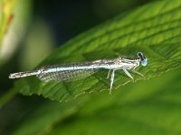 Platycnemis pennipes 39, Blauwe Breedscheenjuffer, Saxifraga-Henk Baptist