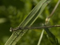 Platycnemis pennipes 4, Blauwe breedscheenjuffer, female, Saxifraga-Jan van der Straaten