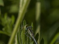 Platycnemis pennipes 44, Blauwe breedscheenjuffer, male, Saxifraga-Jan van der Straaten