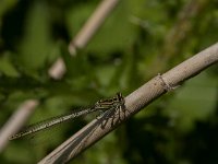 Platycnemis pennipes 45, Blauwe breedscheenjuffer, male, Saxifraga-Jan van der Straaten