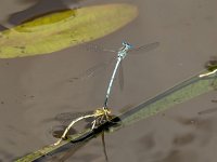 Platycnemis pennipes 47, Blauwe breedscheenjuffer, Saxifraga-Bart Vastenhouw