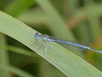 Platycnemis pennipes 48, Blauwe breedscheenjuffer, Saxifraga-Tom Heijnen