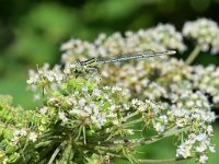 Platycnemis pennipes 49, Blauwe breedscheenjuffer, Saxifraga-Tom Heijnen