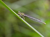 Platycnemis pennipes 52, Blauwe breedscheenjuffer, Saxifraga-Tom Heijnen