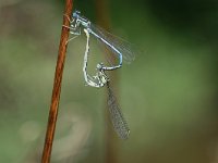 Platycnemis pennipes 6, Blauwe breedscheenjuffer, Vlinderstichting-Tim Termaat