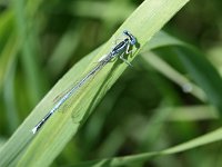 Platycnemis pennipes 8, Blauwe breedscheenjuffer, male, Vlinderstichting-Tim Termaat