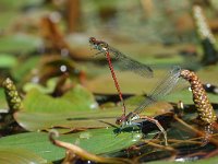 Pyrrhosoma nymphula 1, Vuurjuffer, female, laying eggs, Vlinderstichting-Jaap Bouwman : vacantie