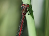 Pyrrhosoma nymphula 10, Vuurjuffer, Vlinderstichting-Tim Termaat