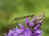 Pyrrhosoma nymphula 17, Vuurjuffer, Saxifraga-Willem van Kruijsbergen