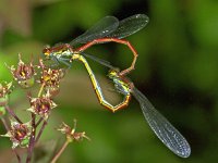 333_EE, Vuurjuffers : Vuurjuffer, Large Red Damselfly, Pyrrhosoma nymphula, copula