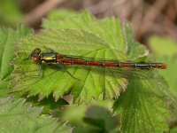 Pyrrhosoma nymphula 2, Vuurjuffer, female, Saxifraga-Mark Zekhuis