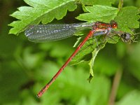 335_07A, Vuurjuffer : Vuurjuffer, Large Red Damselfly, Pyrrhosoma nymphula, female