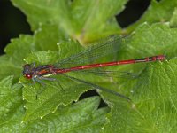 Vuurjuffer #07229 : Vuurjuffer, Large Red Damselfly, Pyrrhosoma nymphula