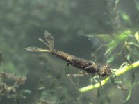 Pyrrhosoma nymphula 3, Vuurjuffer, larva, Saxifraga-Frits Bink