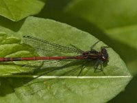 Pyrrhosoma nymphula 33, male, Vuurjuffer, Saxifraga-Jan van der Straaten