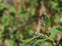 Pyrrhosoma nymphula 34, Vuurjuffer, male, Saxifraga-Kars Veling