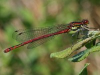 Pyrrhosoma nymphula 35, Vuurjuffer, male, Saxifraga-Kars Veling