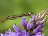 Pyrrhosoma nymphula 43, Vuurjuffer, Saxifraga-Willem van Kruijsbergen