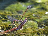 Pyrrhosoma nymphula 53, Vuurjuffer, Saxifraga-Tom Heijnen