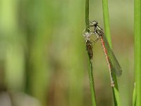 Pyrrhosoma nymphula 7, Vuurjuffer, Vlinderstichting-Jaap Bouwman : vacantie