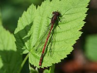 Pyrrhosoma nymphula 8, Vuurjuffer, Vlinderstichting-Tim Termaat