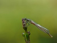 Pyrrhosoma nymphula 9, Vuurjuffer, Vlinderstichting-Jaap Bouwman