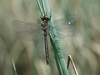 Somatochlora alpestris 4, Taigaglanslibel, Vlinderstichting-Jaap Bouwman : dollnstein