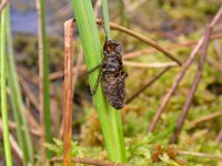 Somatochlora arctica 5, Hoogveenglanslibel, larva, Vlinderstichting- Jaap Bouwman