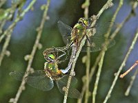 Metaalglanslibel 337_28 : Somatochlora metallica, Brilliant Emerald, Metaalglanslibel, copula