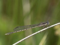 Sympecma fusca 45, Bruine winterjuffer, Saxifraga-Willem van Kruijsbergen