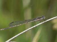 Sympecma fusca 46, Bruine winterjuffer, Saxifraga-Willem van Kruijsbergen