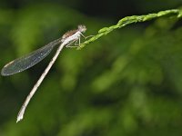 Sympecma fusca 50, Bruine winterjuffer, Saxifraga-Tom Heijnen