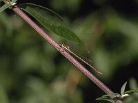 Sympecma fusca 53, Bruine winterjuffer, Saxifraga-Jan van der Straaten