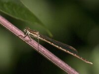 Sympecma fusca 55, Bruine winterjuffer, Saxifraga-Jan van der Straaten