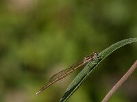 Sympecma fusca 62, Bruine winterjuffer, Saxifraga-Jan van der Straaten