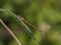 Sympecma fusca 63, Bruine winterjuffer, Saxifraga-Jan van der Straaten