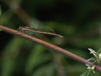 Sympecma fusca 64, Bruine winterjuffer, Saxifraga-Jan van der Straaten