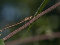 Sympecma fusca 65, Bruine winterjuffer, Saxifraga-Jan van der Straaten