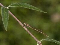 Sympecma fusca 68, Bruine winterjuffer, Saxifraga-Jan van der Straaten