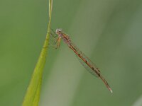 Sympecma paedisca 9, Noordse winterjuffer, Saxifraga-Bart Heijne : 2024, KNNV, Sympecma paedisca, Weerribben, Woldlakebos, augustus, excursie, insect, libel, noordse winterjuffer, waterjuffer, zomer
